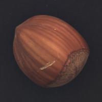 Hazelnut project thumbnail