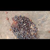 Oil Palm FFB Ripeness Object Detection Model by FYP Oil Palm Fruit ...