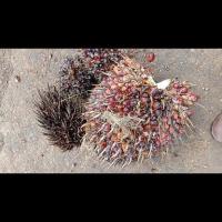 Oil Palm FFB Ripeness Object Detection Model by FYP Oil Palm Fruit ...