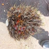 Oil Palm FFB Ripeness Object Detection Model by FYP Oil Palm Fruit ...