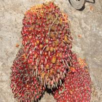 Oil Palm FFB Ripeness Object Detection Model by FYP Oil Palm Fruit ...