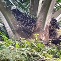 Oil Palm FFB Ripeness Object Detection Model by FYP Oil Palm Fruit ...