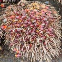 Oil Palm FFB Ripeness Object Detection Model by FYP Oil Palm Fruit ...