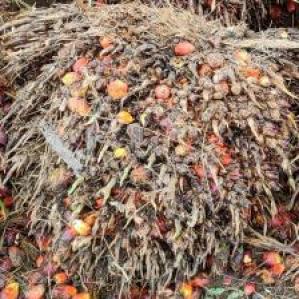 Oil Palm FFB Ripeness Object Detection Model by FYP Oil Palm Fruit ...