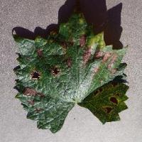 Crop disease detection project thumbnail