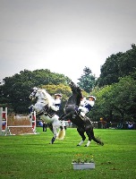 horse project thumbnail