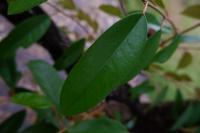 Daun Durian Health Leaf project thumbnail