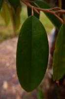 daun durian leaf spott project thumbnail