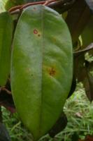 Durian Leaf Spot NEW project thumbnail
