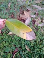 daun durian leaf blight project thumbnail
