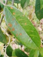 Durian Algal Leaf Spot NEW project thumbnail