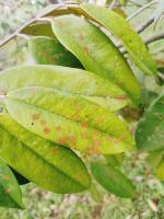 daun durian project thumbnail