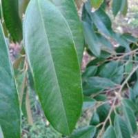 Daun Durian Valid project thumbnail