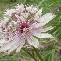 Astrantsia2 project thumbnail