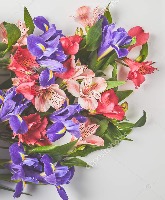 Alstroemeria project thumbnail