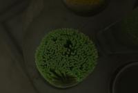 Straw project thumbnail