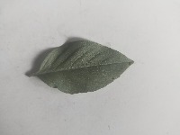 basil project thumbnail