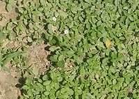 grass project thumbnail
