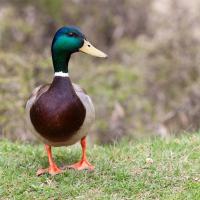 Duck Breeds project thumbnail