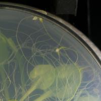 Nematodes project thumbnail