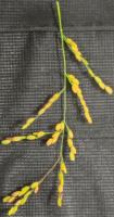 panicle project thumbnail