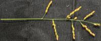 rice project thumbnail