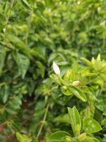 JASMINE BUDS project thumbnail