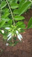 IXORA project thumbnail