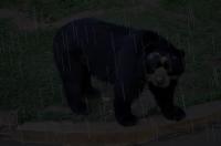 Bear3 project thumbnail