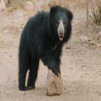Bear5 project thumbnail