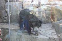 bear-sh project thumbnail