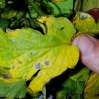 Septoria Leaf Spot project thumbnail