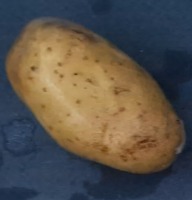 Potato_tuber project thumbnail