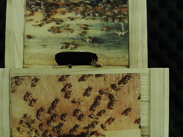 BeeSafe Object Detection Model by HYWUburdle