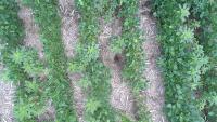Weed_Detection project thumbnail