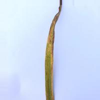 rice_diagnosis project thumbnail