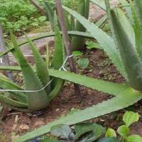 Aloevera Health detection Y-V11 project thumbnail