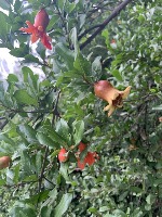 fruit project thumbnail