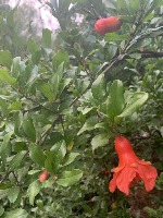 pomegranate project thumbnail