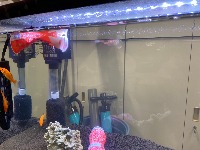 fish project thumbnail