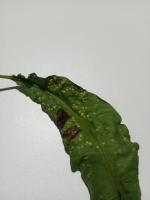 Penyakit Daun Mangga project thumbnail