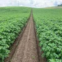 soil path project thumbnail