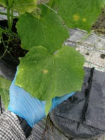 Melon-Leaf-Disease Detection project thumbnail