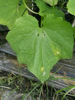 Leaf-Segmentation project thumbnail