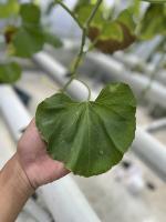 Leaf-segmentation project thumbnail