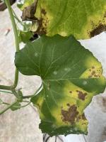 leaf detection project thumbnail