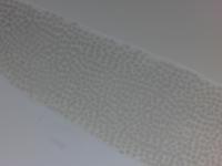 My-Phytoplankton-Version02 project thumbnail