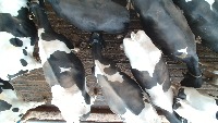 Cow project thumbnail