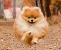 dog project thumbnail