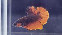 Betta-Finder project thumbnail
